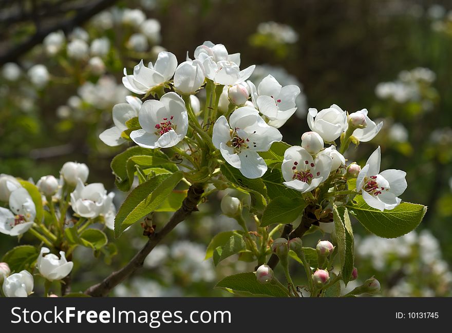 A close-up of the blooming branch of pear. A close-up of the blooming branch of pear.