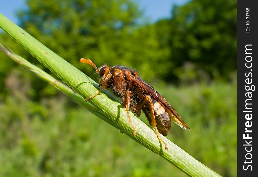 A close-up of the insect sawfly on grass-blade. A close-up of the insect sawfly on grass-blade.