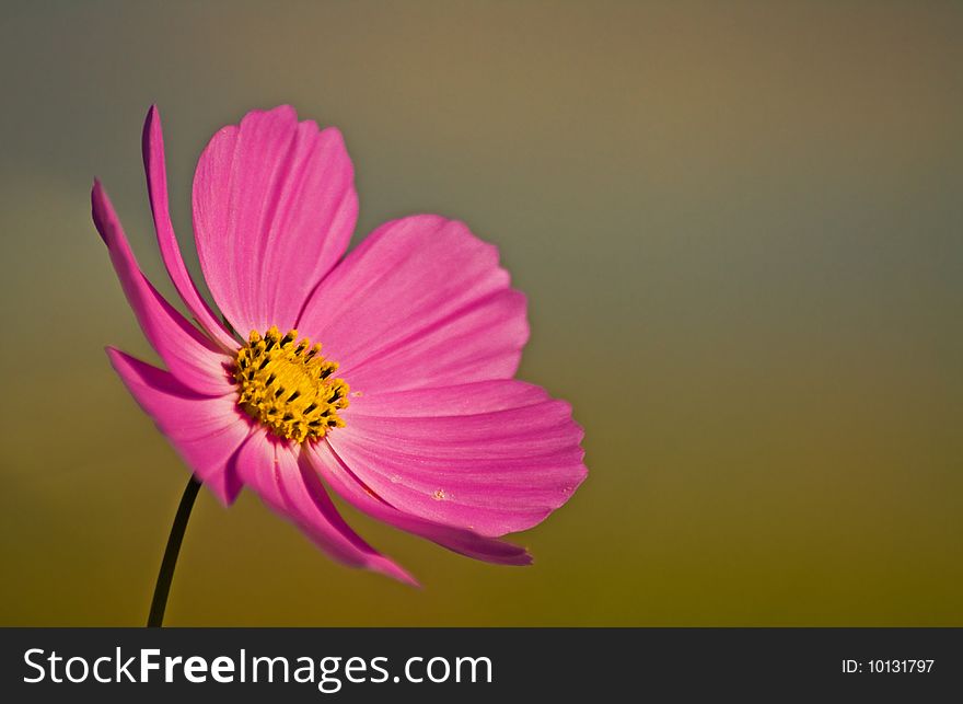 A pink cosmos sways gently in the breeze. A pink cosmos sways gently in the breeze.