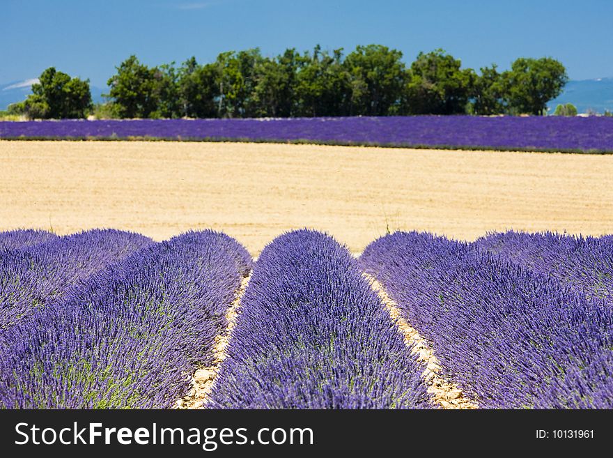 Lavender field, Plateau de Valensole, Provence, France