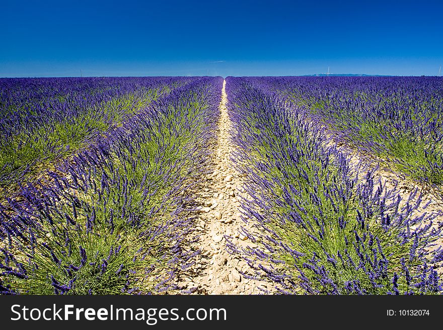 Lavender field, Plateau de Valensole, Provence, France