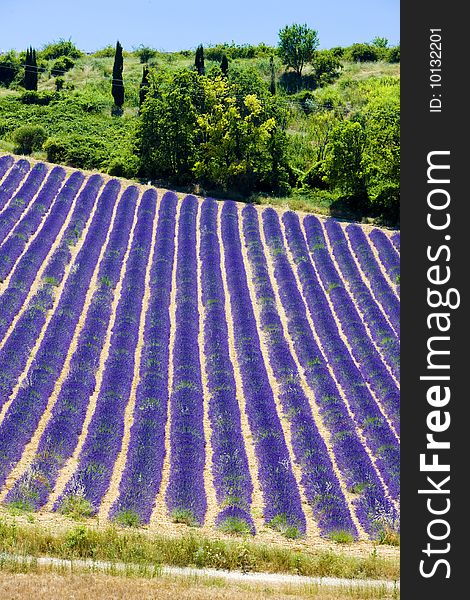 Lavender field, Plateau de Valensole, Provence, France