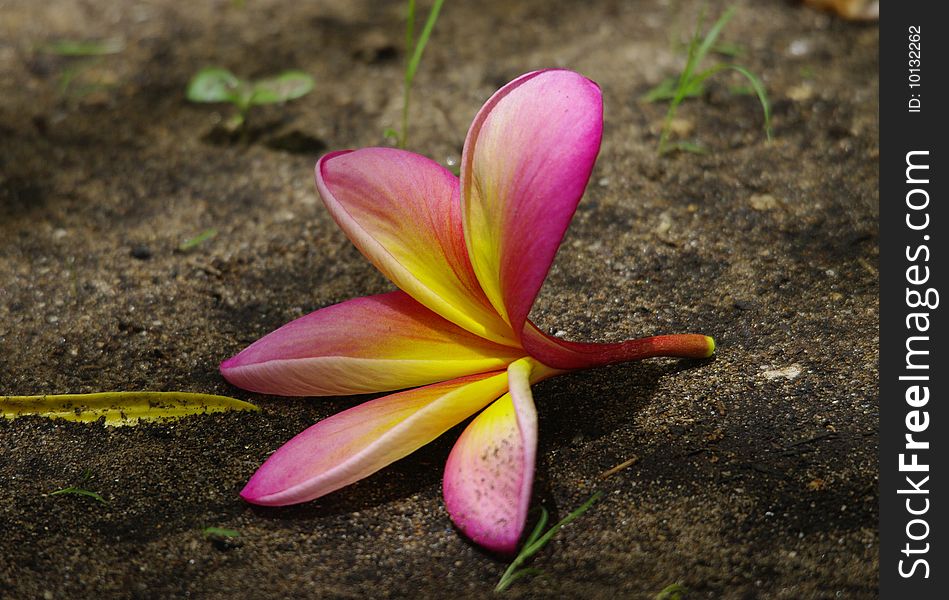 A frangipani tree flower fallen on the ground. A frangipani tree flower fallen on the ground.