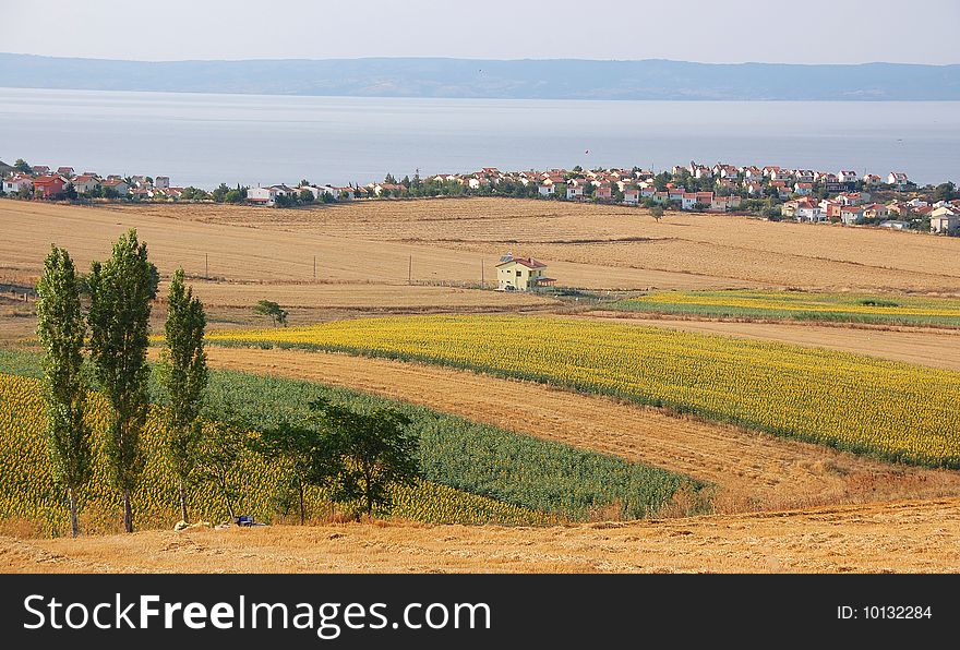 Pretty Village On The Coast And Yellow Fields