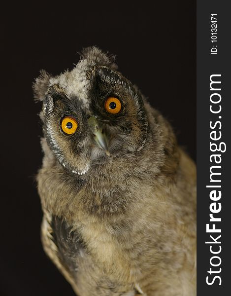 Nestling of owl against the black background