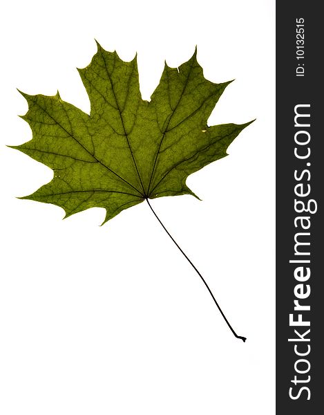 Dry green maple tree leaf on white