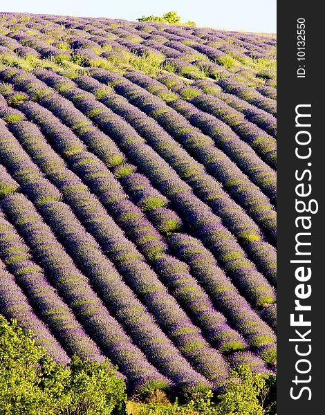 Lavender field, Plateau de Valensole, Provence, France