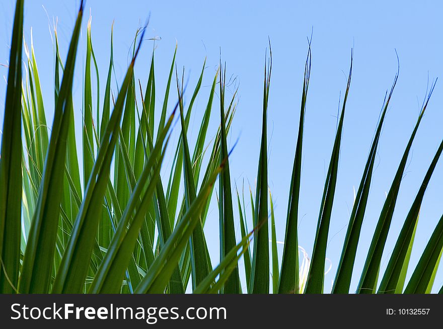 Green palm leaf close-up abstract background