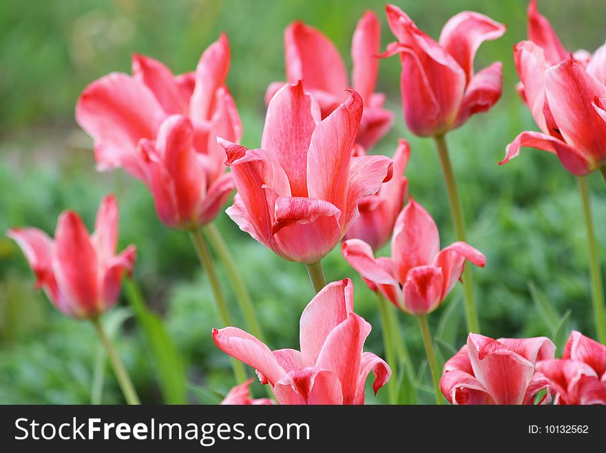 Close up of the scarlet tulips