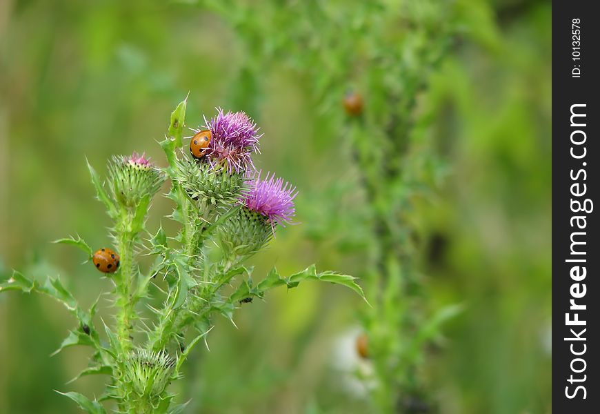 Coccinella septempunctata on the thorn. Coccinella septempunctata on the thorn.