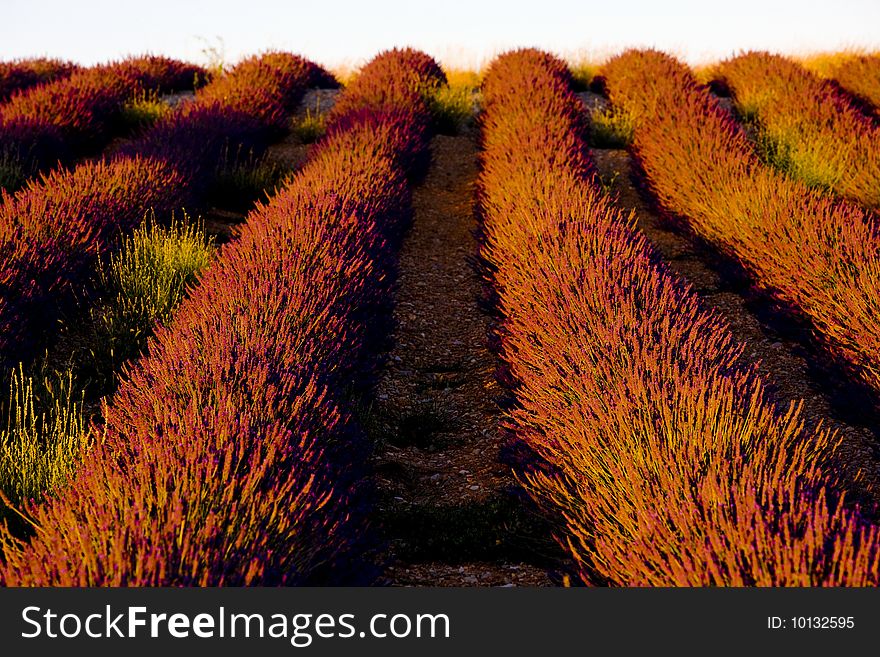 Lavender field, Plateau de Valensole, Provence, France