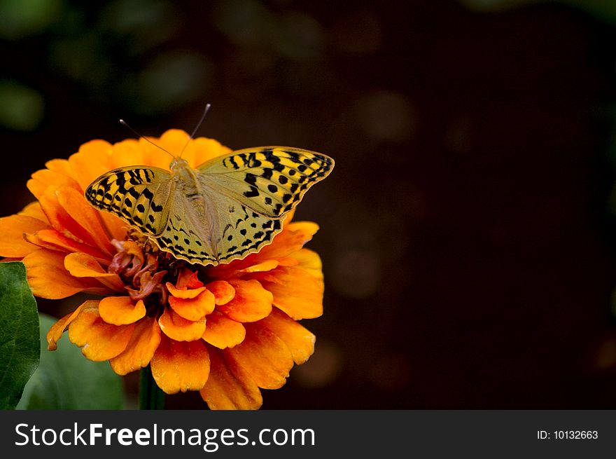Beautiful moth/butterfly gathers nectar from the flower. Beautiful moth/butterfly gathers nectar from the flower