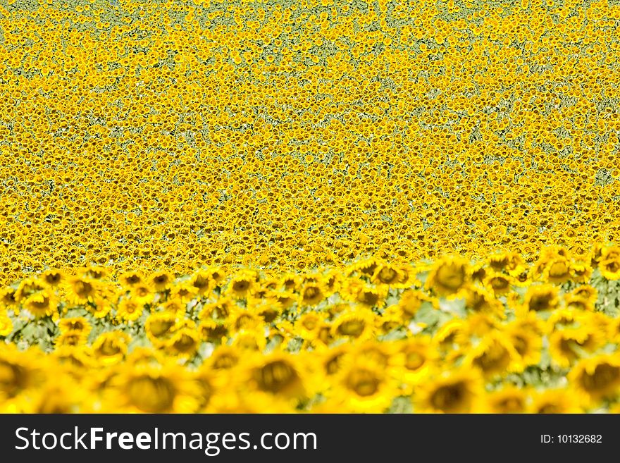 Sunflower field in Provence, France