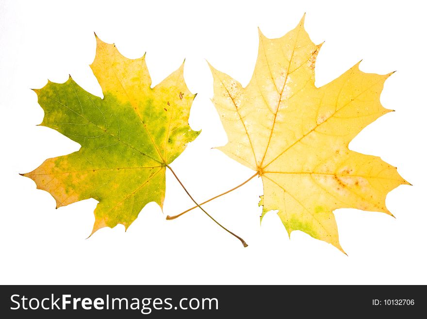 Maple leaves isolated on a white