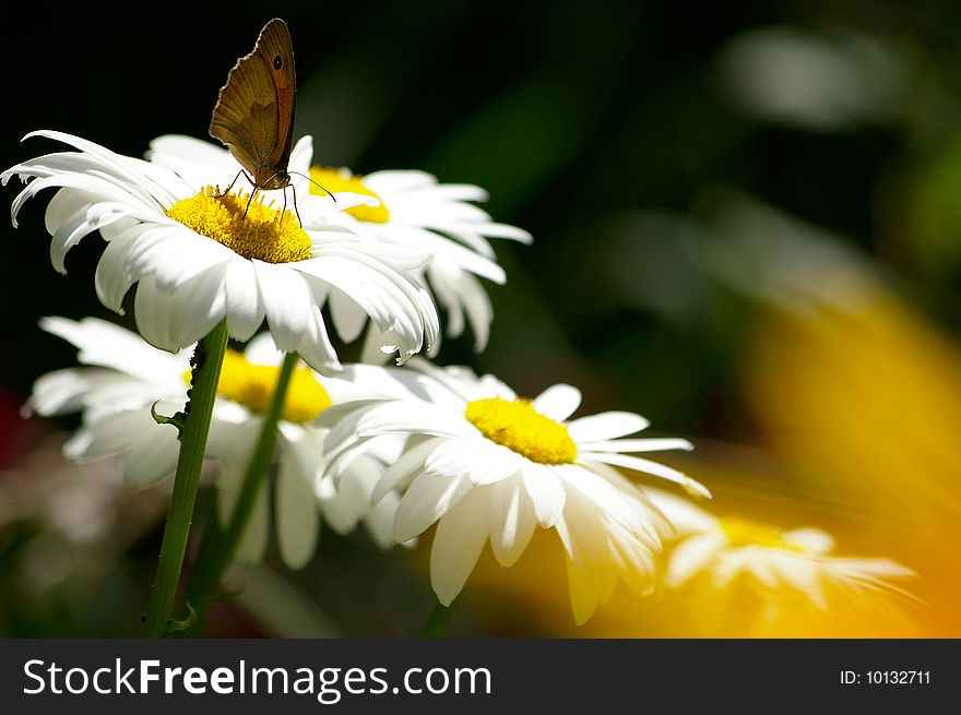 White Camomiles