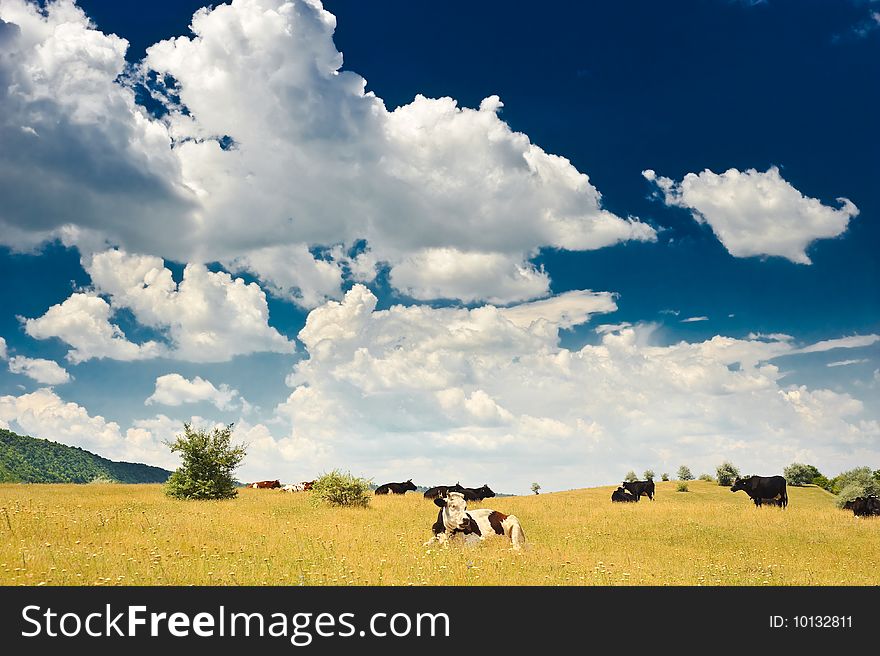 Herd of cows grazing at summer sunny meadow. Herd of cows grazing at summer sunny meadow