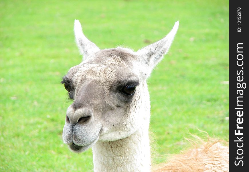 A close up view of a lama, having a sarcastic look. You never know when he wants to spit. A close up view of a lama, having a sarcastic look. You never know when he wants to spit.