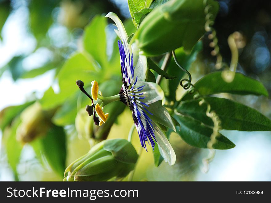 This is the passion flower. It's photographed in my garden.