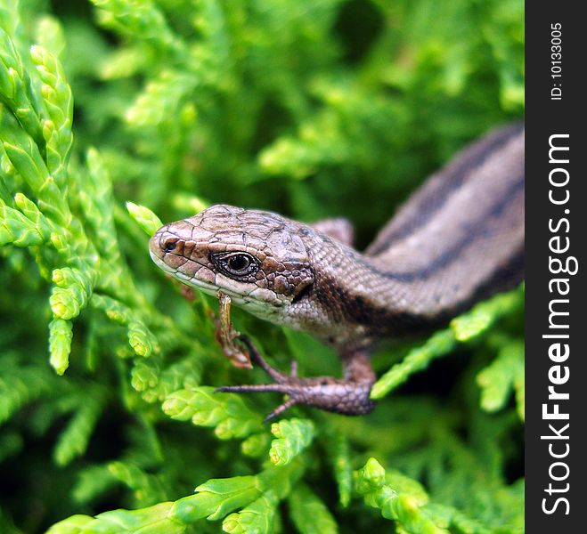 Lizard sitting in green bush. Lizard sitting in green bush.