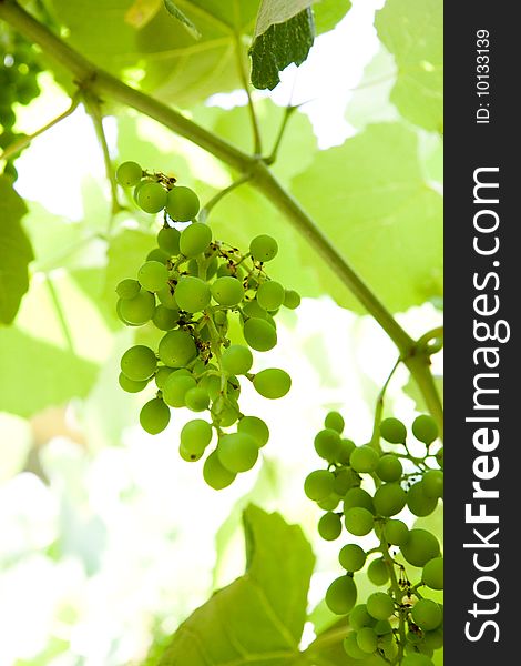 Unripe green grape on branch