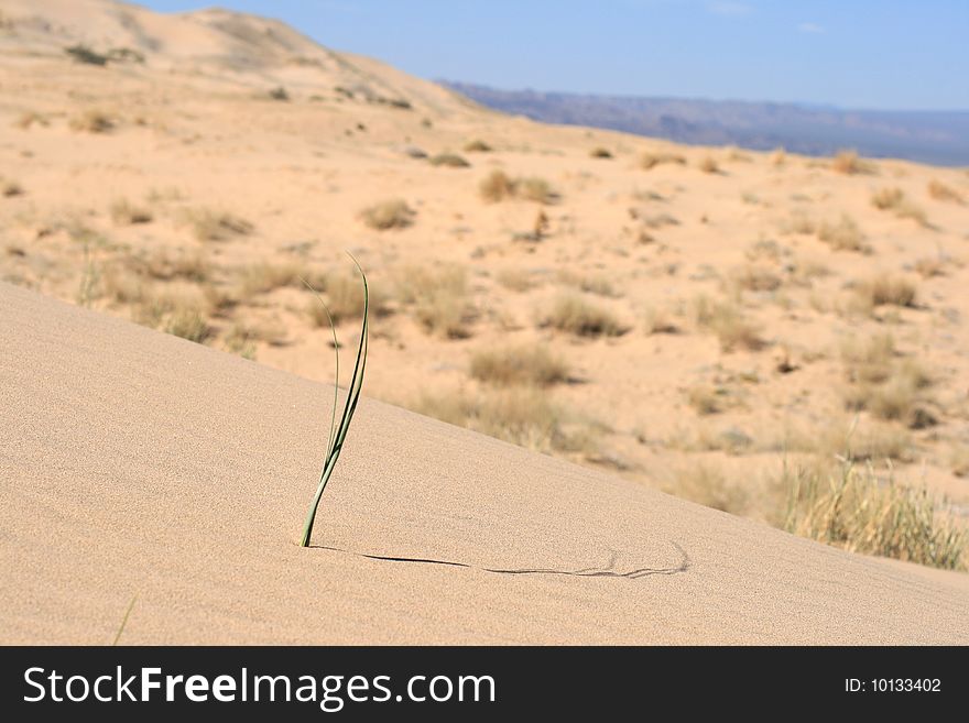 Kelso Sand Dunes, Mojave Desert in California