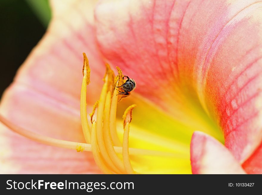 Macro photo of a small bee collecting pollen on a flower. Macro photo of a small bee collecting pollen on a flower