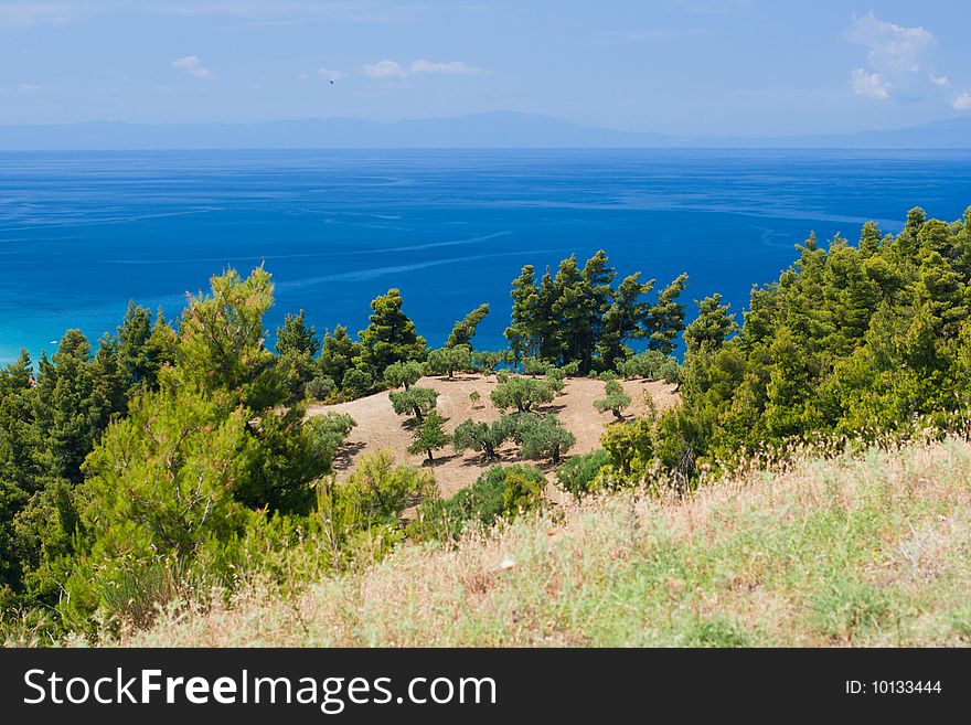 View from above by Olive trees and Aegean Sea. Greece, Halkidiki, Kassandra.