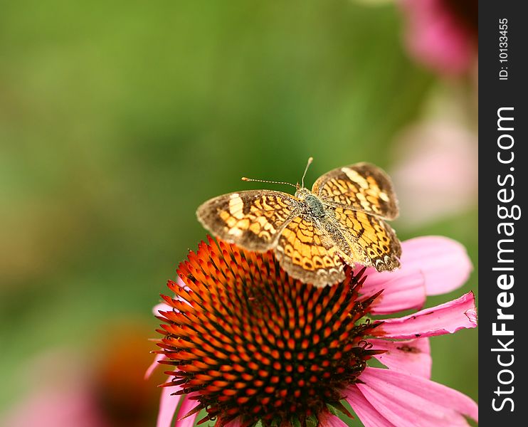 A small yellow butterfly on a pink flower. A small yellow butterfly on a pink flower
