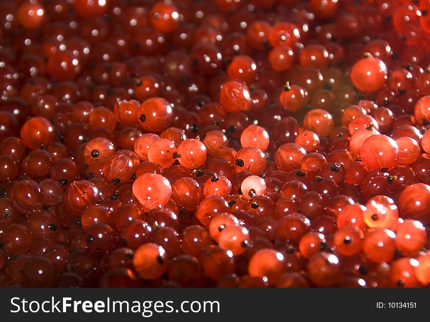 Berrys of red currant in macro