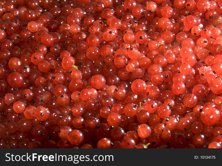 Red currant berries in macro. Red currant berries in macro