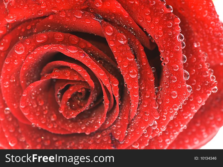 Fresh rose with waterdrops close up
