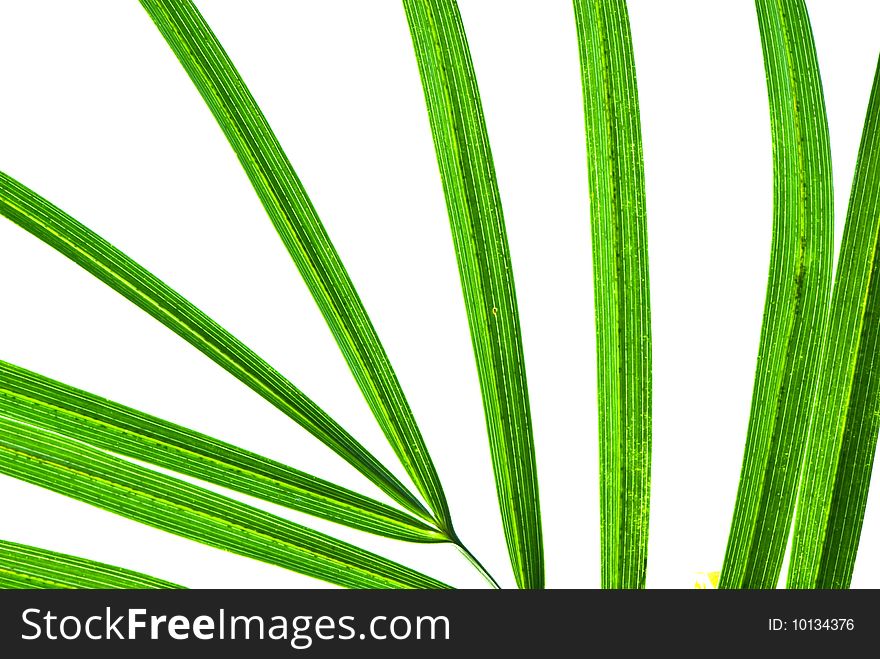 Palm leaf isolated on white