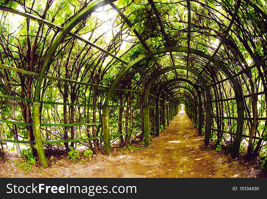 Tree tunnel in a summer park