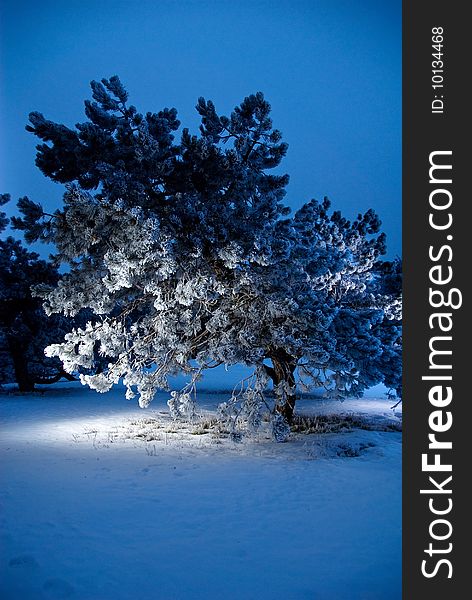 Winter pine tree in spotlight. Winter pine tree in spotlight