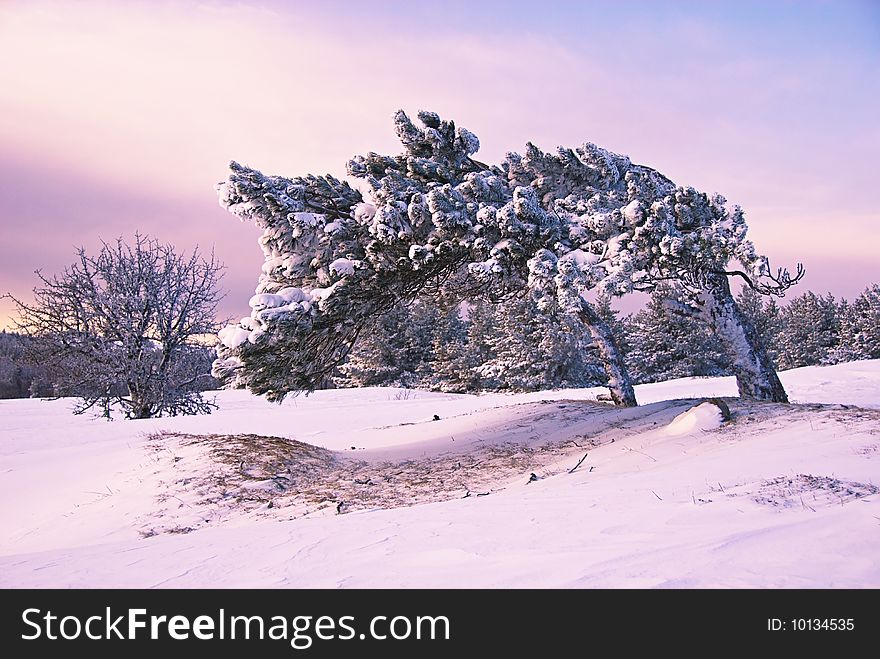 Pine tree in winter morning. Pine tree in winter morning