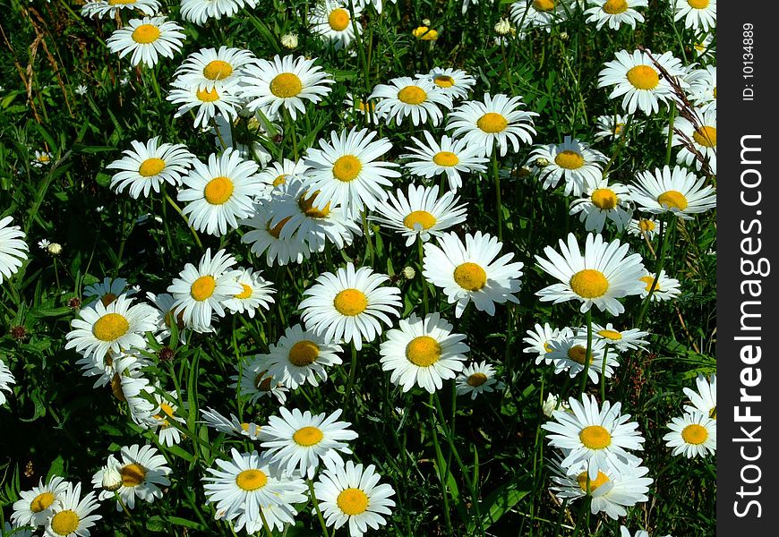 Wild daisy macro, Lunenburg County Nova Scotia Canada