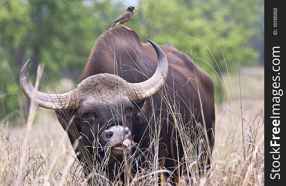 Indian bison shot in Kanha national park which is situated in Madhya pradesh state of India.