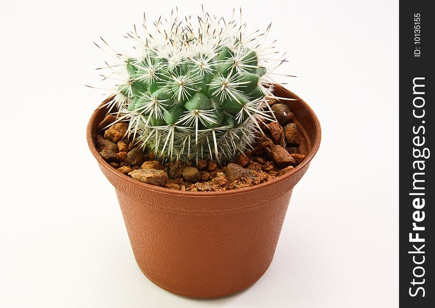 Miniature cactus plant isolated against white background. Miniature cactus plant isolated against white background.