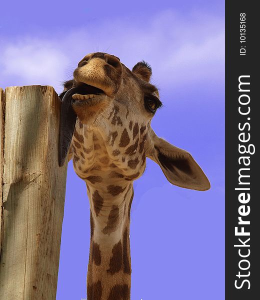 Giraffe licking a post with her huge tongue.... do you want a kiss????. Giraffe licking a post with her huge tongue.... do you want a kiss????