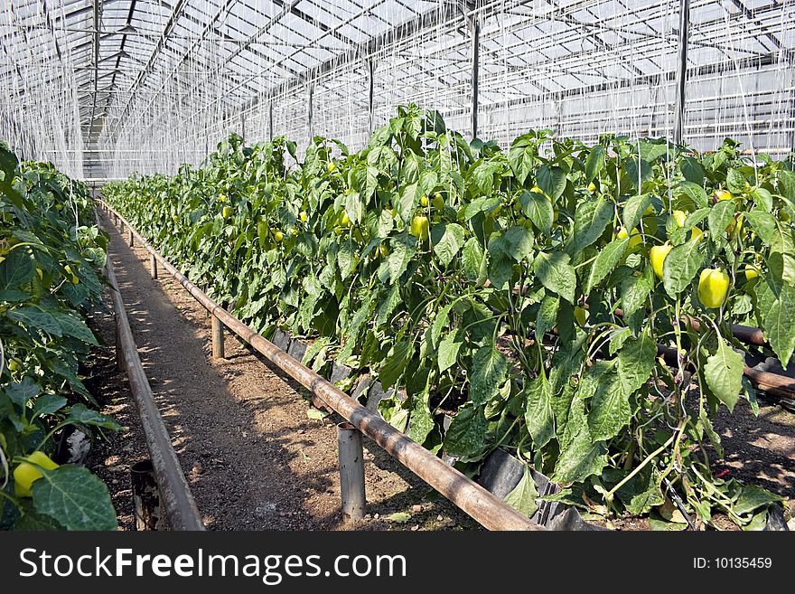 Pepper plants inside a greenhouse. Pepper plants inside a greenhouse.
