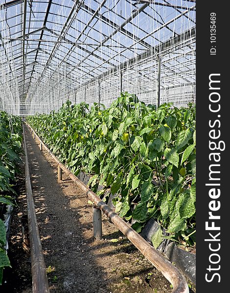 Pepper plants inside a greenhouse. Vertical. Pepper plants inside a greenhouse. Vertical.