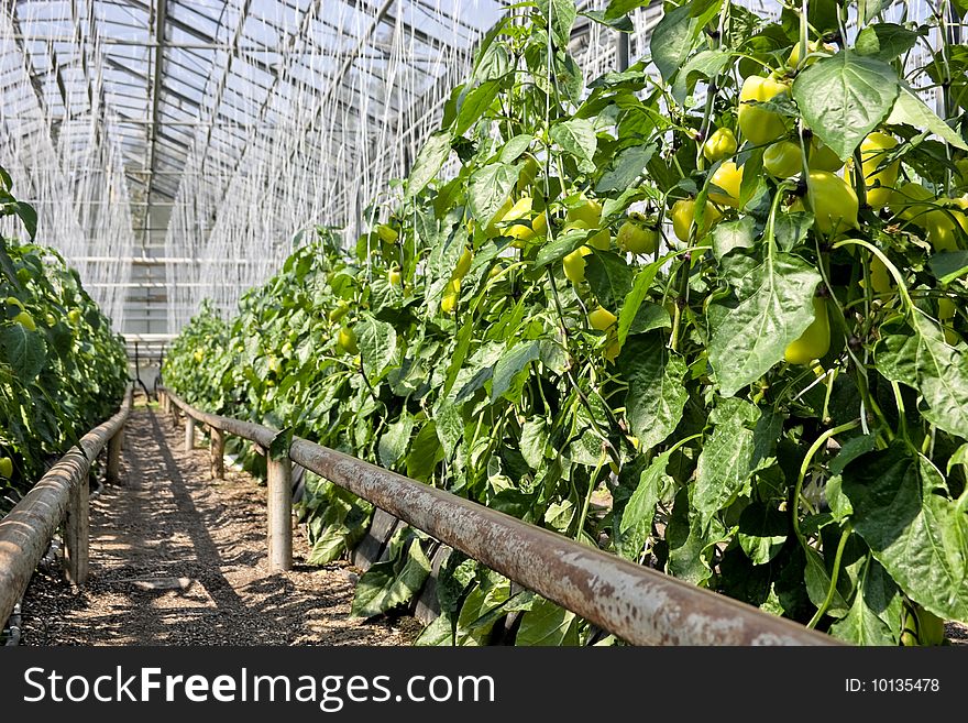 Pepper plants inside a greenhouse. Vertical. Pepper plants inside a greenhouse. Vertical.