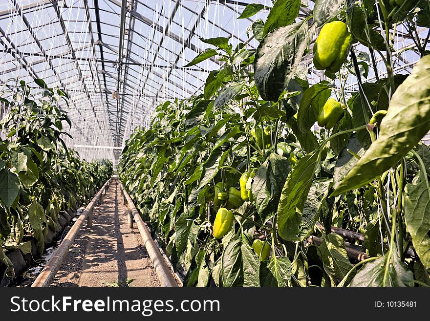 Pepper plants inside a greenhouse. Vertical. Pepper plants inside a greenhouse. Vertical.