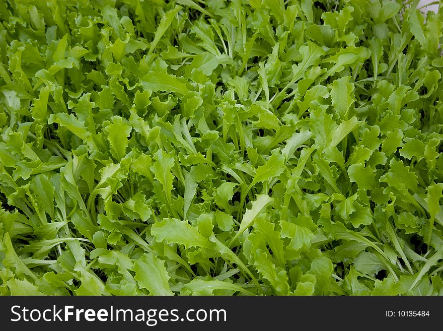 Fresh salad growing in a hothouse. Fresh salad growing in a hothouse.