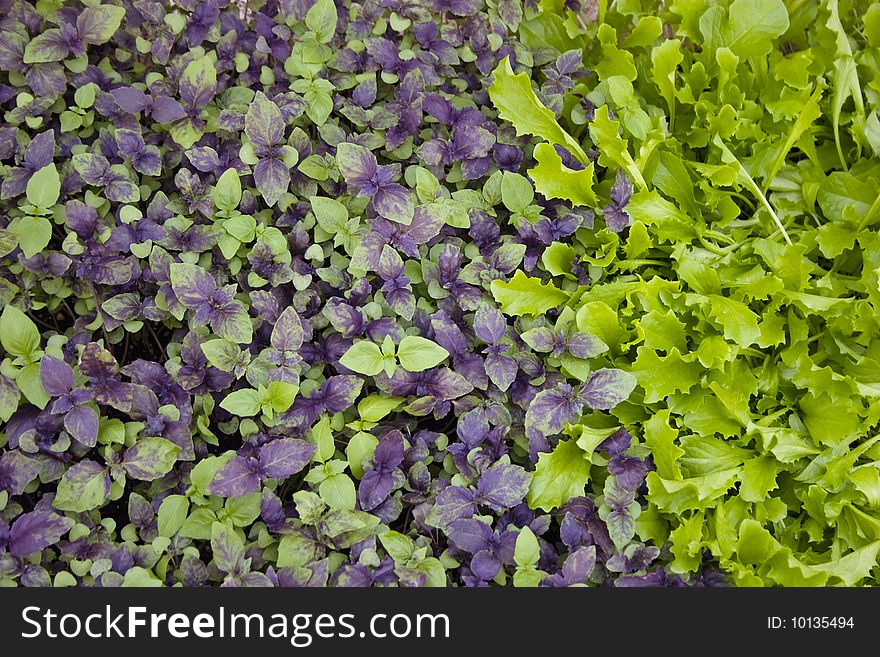 Fresh salad and basil growing in a hothouse.