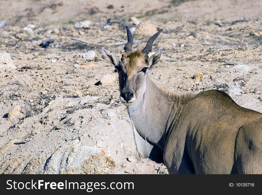 An eland antelope in the Namib desert of Namibia