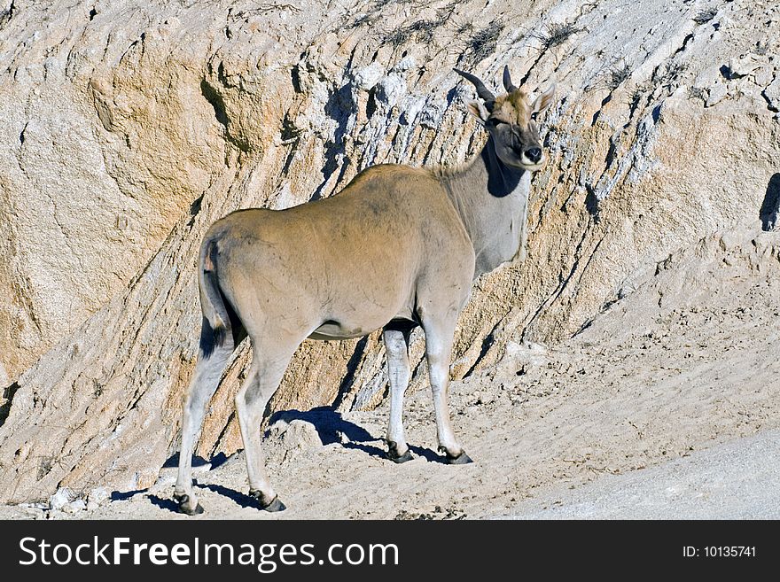 An eland antelope in the Namib desert of Namibia