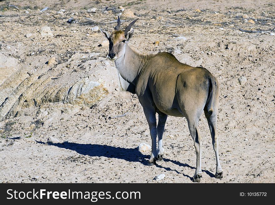 An eland antelope