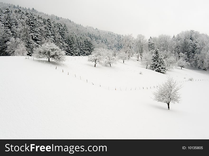 Woods and farmland covered with snow. Woods and farmland covered with snow