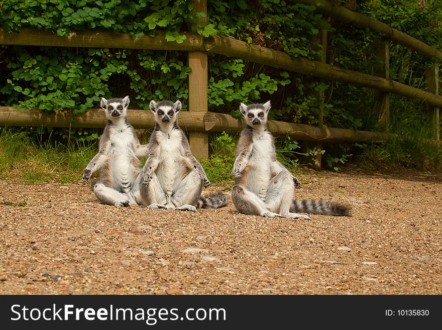 Three Ring-Tailed Lemurs enjoying the warmth of the sun. Three Ring-Tailed Lemurs enjoying the warmth of the sun.